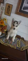 Ike, a male Siberian Husky for sale in Macks Creek, MO – 3 of 5