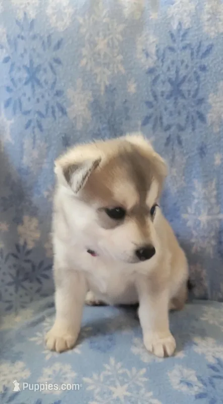 Amy – Siberian Husky puppy for sale in Macks Creek, MO