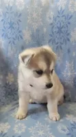 Amy, a female Siberian Husky for sale in Macks Creek, MO – 1 of 2