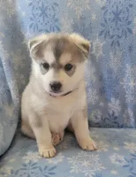 Amy, a female Siberian Husky for sale in Macks Creek, MO – 2 of 2