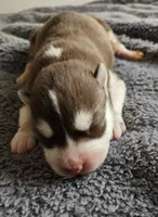Copper, a male Siberian Husky for sale in Macks Creek, MO – 2 of 5