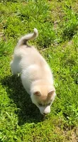 Bow, a male Siberian Husky for sale in Macks Creek, MO – 3 of 4