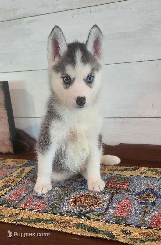 Stich – Siberian Husky puppy for sale in Macks Creek, MO