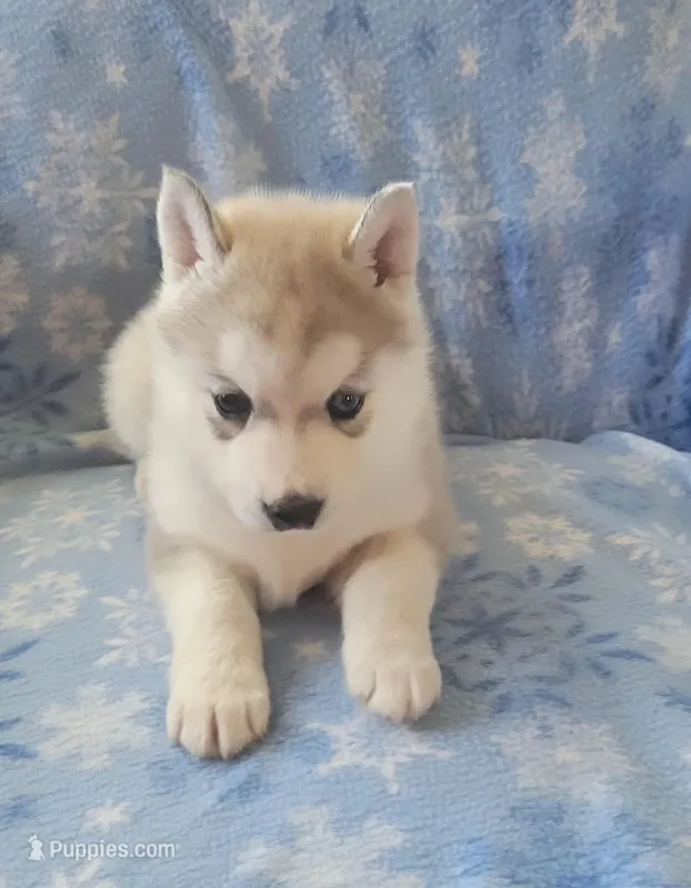 Abby – Siberian Husky puppy for sale in Macks Creek, MO