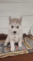 Abby, a female Siberian Husky for sale in Macks Creek, MO – 2 of 5