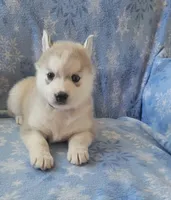 Abby, a female Siberian Husky for sale in Macks Creek, MO – 4 of 5