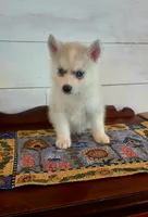 Sammy, a male Siberian Husky for sale in Macks Creek, MO – 3 of 3