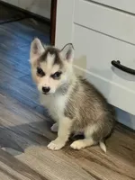 Ike, a male Siberian Husky for sale in Macks Creek, MO – 2 of 5