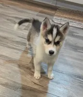 Mike, a male Siberian Husky for sale in Macks Creek, MO – 2 of 5