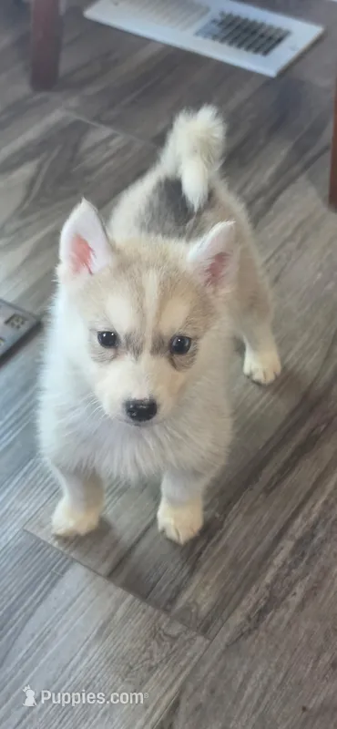 Sunshine  – Siberian Husky puppy for sale in Macks Creek, MO