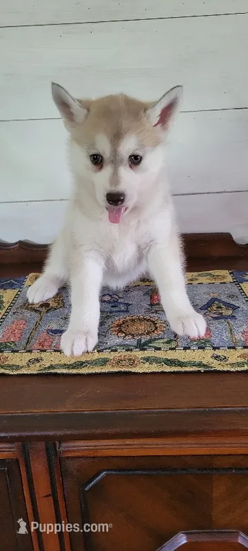 Brandy – Siberian Husky puppy for sale in Macks Creek, MO