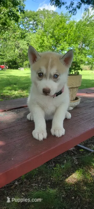 Bow, a male Siberian Husky for sale in Macks Creek, MO – 1 of 4
