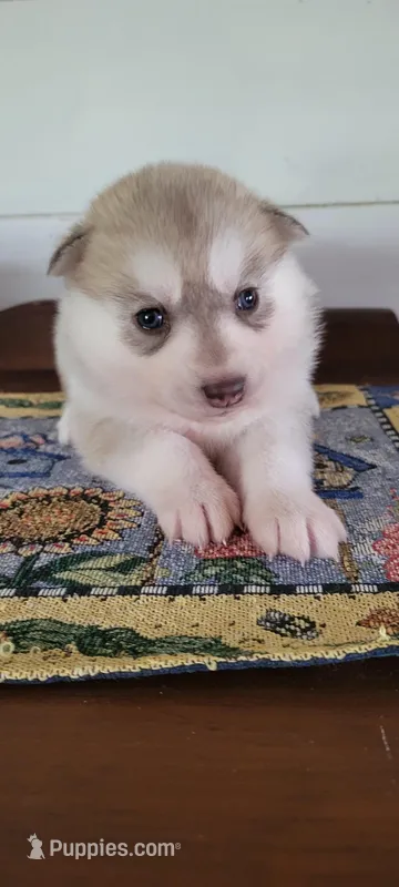 Brandy – Siberian Husky puppy for sale in Macks Creek, MO