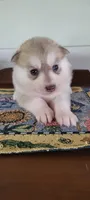 Brandy, a female Siberian Husky for sale in Macks Creek, MO – 1 of 5