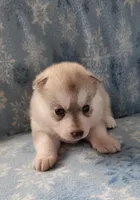 Brandy, a female Siberian Husky for sale in Macks Creek, MO – 3 of 5
