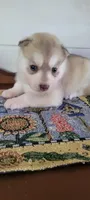 Brandy, a female Siberian Husky for sale in Macks Creek, MO – 4 of 5