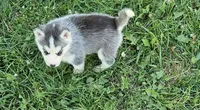Stich, a male Siberian Husky for sale in Macks Creek, MO – 2 of 3
