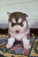 Bear, a male Siberian Husky for sale in Macks Creek, MO – 3 of 3