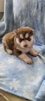 Bear, a male Siberian Husky for sale in Macks Creek, MO – 2 of 3