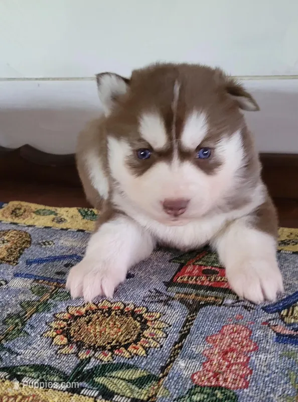 Bear – Siberian Husky puppy for sale in Macks Creek, MO