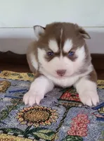 Bear, a male Siberian Husky for sale in Macks Creek, MO – 1 of 3