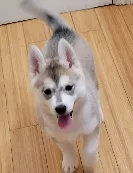 Amy – Siberian Husky puppy for sale in Macks Creek, MO