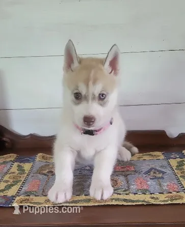 Bow, a male Siberian Husky for sale in Macks Creek, MO – 1 of 4