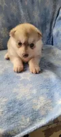 Anni, a female Siberian Husky for sale in Macks Creek, MO – 3 of 4