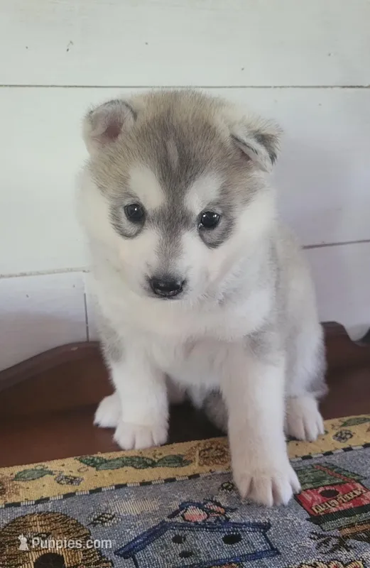 Anni – Siberian Husky puppy for sale in Macks Creek, MO