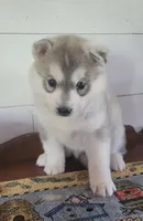 Anni, a female Siberian Husky for sale in Macks Creek, MO – 1 of 4