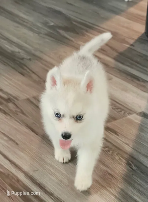 Sammy – Siberian Husky puppy for sale in Macks Creek, MO