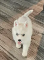 Sammy, a male Siberian Husky for sale in Macks Creek, MO – 1 of 3