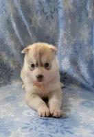 Ben, a male Siberian Husky for sale in Macks Creek, MO – 4 of 5