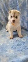 Ben, a male Siberian Husky for sale in Macks Creek, MO – 5 of 5