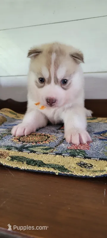 Ben – Siberian Husky puppy for sale in Macks Creek, MO