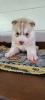 Ben, a male Siberian Husky for sale in Macks Creek, MO – 1 of 5