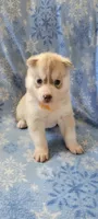 Ben, a male Siberian Husky for sale in Macks Creek, MO – 3 of 5