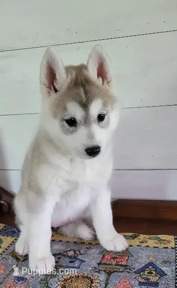Anni – Siberian Husky puppy for sale in Macks Creek, MO