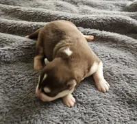 Copper, a male Siberian Husky for sale in Macks Creek, MO – 4 of 5