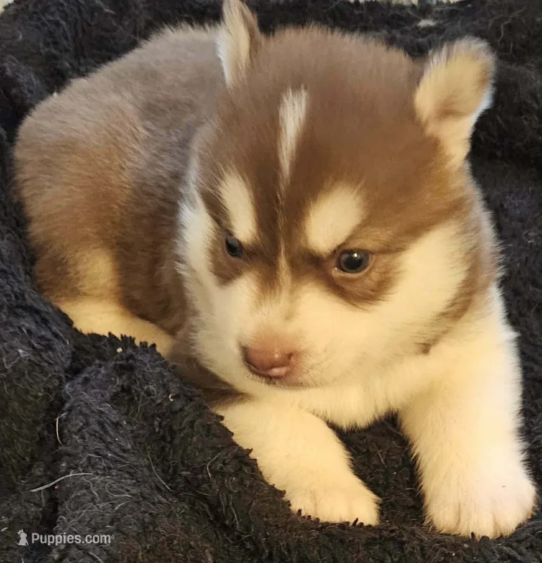 Copper – Siberian Husky puppy for sale in Macks Creek, MO