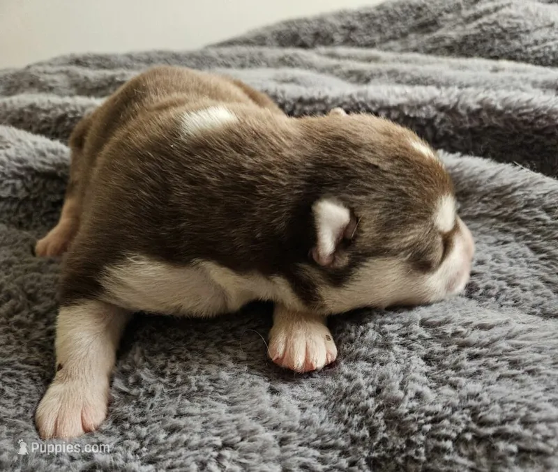 Copper – Siberian Husky puppy for sale in Macks Creek, MO