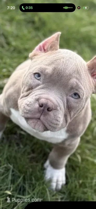 King – American Bully puppy for sale in Cleveland, OH