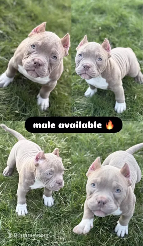 Capone – American Bully puppy for sale in Cleveland, OH