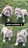 Capone, a male American Bully for sale in Cleveland, OH – Photo 1 of 2