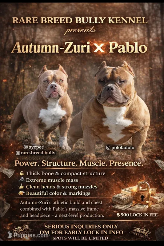 King – American Bully puppy for sale in Cleveland, OH