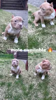 King, a male American Bully for sale in Cleveland, OH – Photo 2 of 2