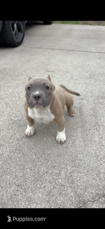 Heavy – American Bully puppy for sale in Cleveland, OH