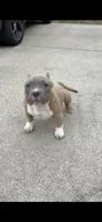 Heavy, a male American Bully for sale in Cleveland, OH – Photo 1 of 2