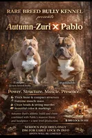 Uno, a male American Bully for sale in Cleveland, OH – Photo 2 of 2