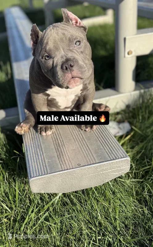 Uno – American Bully puppy for sale in Cleveland, OH